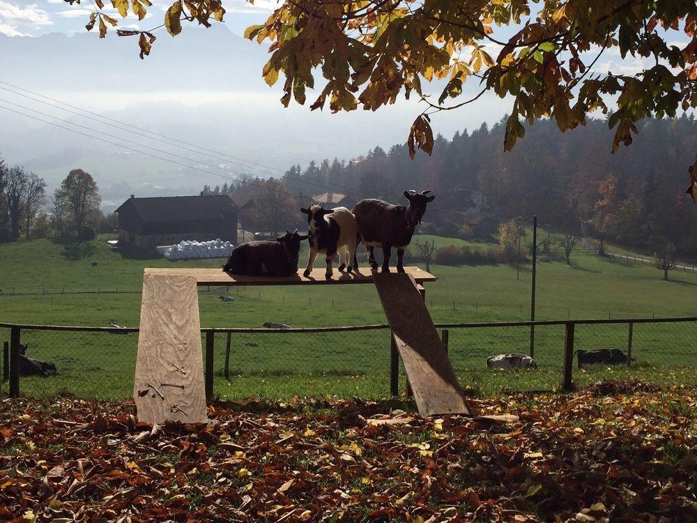 Landgasthof Santisblick 호텔 아브트빌 외부 사진